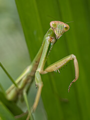 grasshopper on a leaf
