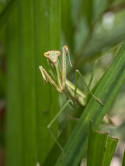 green praying mantis
