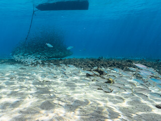 Seascape with Bait Ball, School of Fish, Mackerel fish in the coral reef of the Caribbean Sea, Curacao