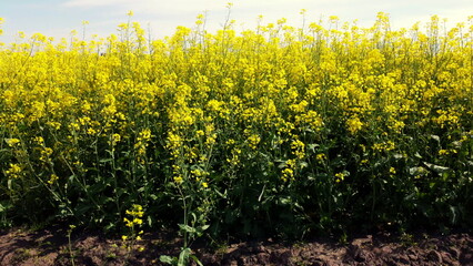 Rapeseed flowers close up. Bright yellow blooming rapeseed growing in agricultural fields. Sown fields rapeseed crop. Blooming canola field. Yellow flower blossom rapeseed canola agriculture field