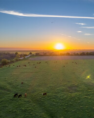 Aerial view of a beautiful sunset in a field of Buenos Aires, Argentina. cows graze on it while the...