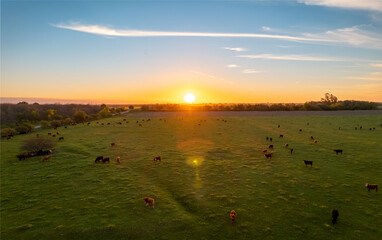 Aerial view of cows loose in the field during the summer at sunset.