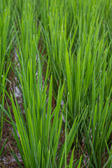 green grass background