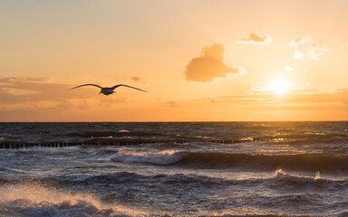  baltic sea beach with seagulls in sunset
