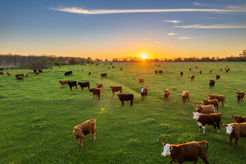 Fototapeta Cows at sunset in La Pampa, Argentina. The sun sets on the horizon as cattle graze in the field. obraz
