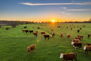 Keuken spatwand met foto Cows at sunset in La Pampa, Argentina. The sun sets on the horizon as cattle graze in the field. © fernando