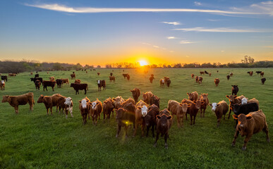Cows at sunset in La Pampa, Argentina. The sun sets on the horizon as cattle graze in the field. - Powered by Adobe