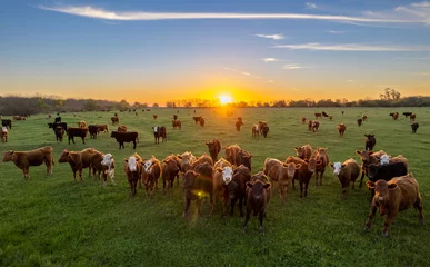Fotobehang Koeien bij zonsondergang in La Pampa, Argentinië. De zon gaat onder aan de horizon terwijl het vee in het veld graast. © fernando