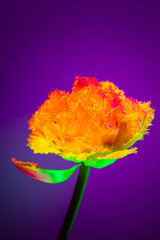 Closeup shot of one flowers over dark background in neon light. Concept of floristry, decorations, creativity, decor and ad