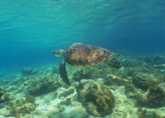 green sea turtle in the waters of the island of Curacao