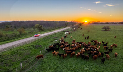 Car by a dirt truck in the middle of the field, the cows grazing next to it while the sun goes down. - obrazy, fototapety, plakaty