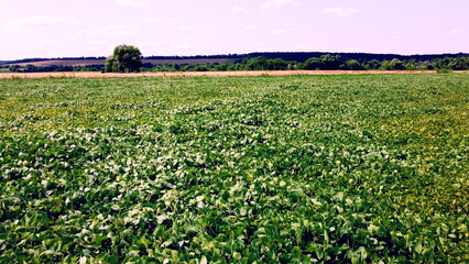 View flight over agricultural field of green plants on a sunny summer day. Plants leaves sway in strong wind. Meadow with green grass close-up. Natural background. Rural country landscape