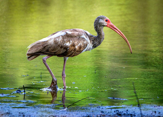 Juvenile White Ibis wading in shallow water along the Shadow Creek Ranch Nature Trail in Pearland, Texas!