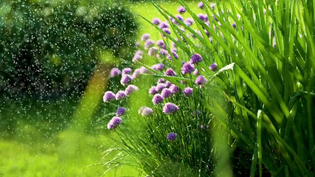 Beautiful purple chives flowers blossoming in a garden under pouring rain. Watering blooming garlic flowers in soft evening light. Beauty in nature.
