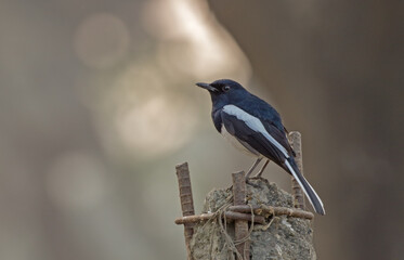 Oriental magpie-robin (Male). Oriental magpie-robin is a small passerine bird.