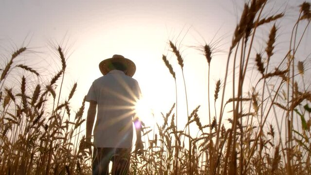 Farmer and agriculture. Farmer walking between the field. Farmers in ripe wheat crop. Young farmers in the field of agriculture. Agriculture and farming concept.

