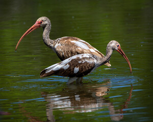 Juvenile White Ibis crossing paths in a shallow pond!