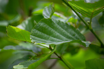 green leaf