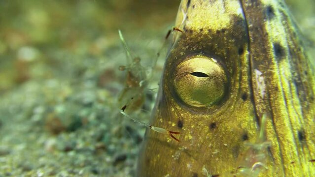 head of black-finned snake-eel sticks out of sand and is cleaned by clear cleaner shrimp. Close-up shot