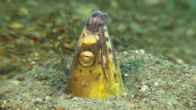 head of black-finned snake-eel sticks out of sand and is cleaned by clear cleaner shrimp. Medium shot showing all body parts