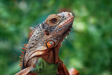 Red iguana head closeup, juvenile red iguana, animal close-up
