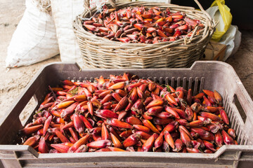 Araucaria pine nuts (pinhao) for sale in Sao Francisco de Paula - typical autumn/winter food in the South of Brazil