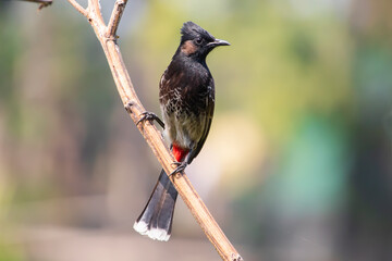 A Cute red vented bulbul bird sit on a tree branch in a bird sanctuary of  West Bengal India  ,...