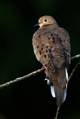 Mourning Dove on branch
