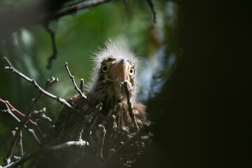 Green Heron nestling
