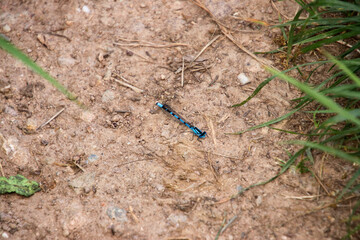 Libelle