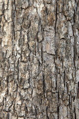 Fototapeta premium texture of old tree