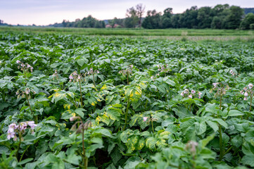 Fototapeta na wymiar Virus infected potato plants with flowers in a potato field
