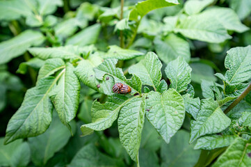 Copulating Colorado potato beetle on a potato plant
