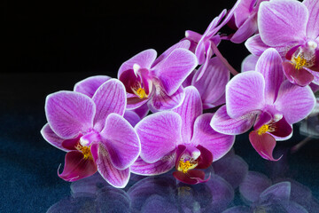 Orchid branch on the table with reflection