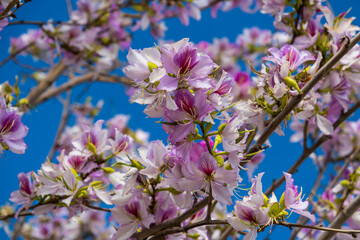 Pink Bauhinia flower blooming. Hong Kong orchid tree against blue sky, floral background. Selective focus