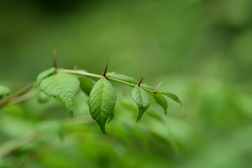 タラノキの棘（埼玉県/6月）