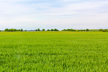 North German agricultural field forest trees nature landscape panorama Germany.