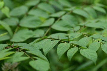 タラノキの棘（埼玉県/6月）