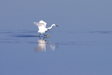 Au fil de l'eau...une aigrette garzette
