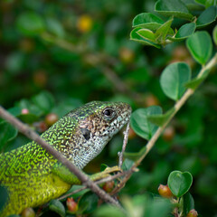 Green lizard