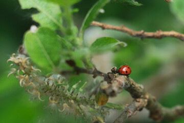 Red ladybug on a tree branch. Close-up of an insect in the spring. Nature and respect for the environment. Climate emergency.