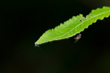 Fly attached to a leaf. A fly rests under a green leaf. Nature and respect for the environment. Flying insects and climate change.
