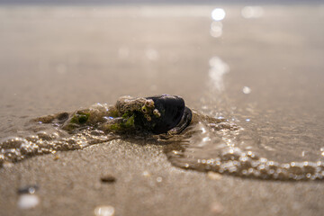 Green leaf on the stone on a beach sand. High quality photo