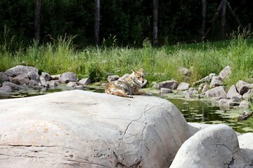 coyote