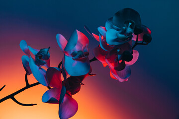 Branch of orchid flowers on dark blue background in neon light. Concept of floristry, decorations,...