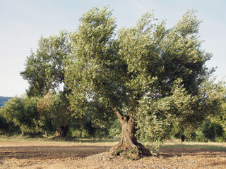Olivo en primer plano en un campo.