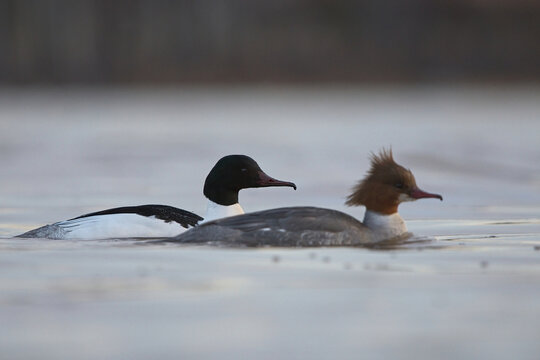 Goosander or common merganser (Mergus merganser) male and female swimming in water.