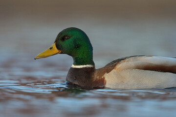 Fototapeta premium Mallard (Anas platyrhynchos) male swimming in the wetlands.