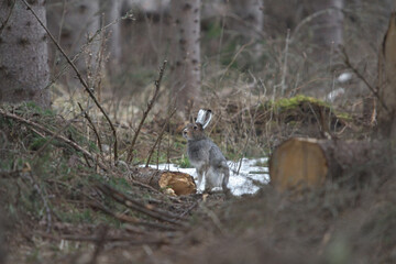 Naklejka na ściany i meble Mountain hare (Lepus timidus) sitting in rain in the deforestation area.