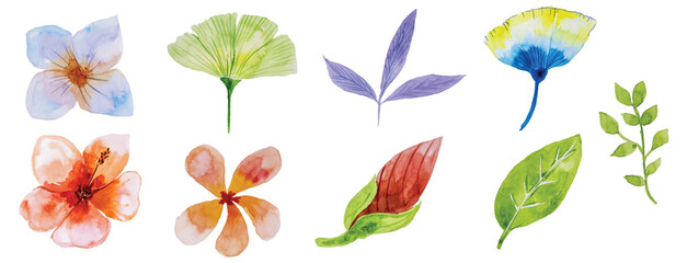 water colour flower, Watercolor paintings of various colorful flowers